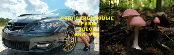 шишки Пересвет
